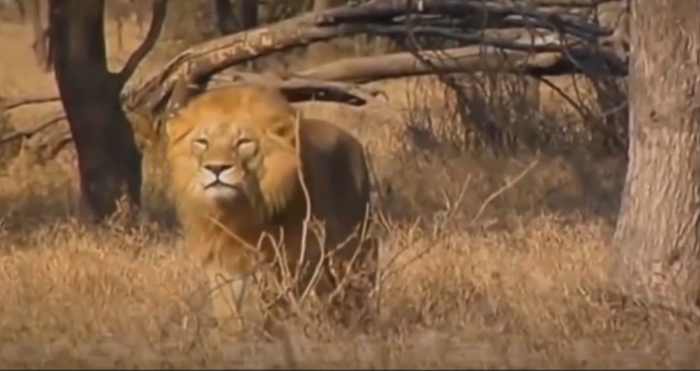 Khoảng khắc báo săn trở thành con mồi của sư tử trên thảo nguyên châu Phi 